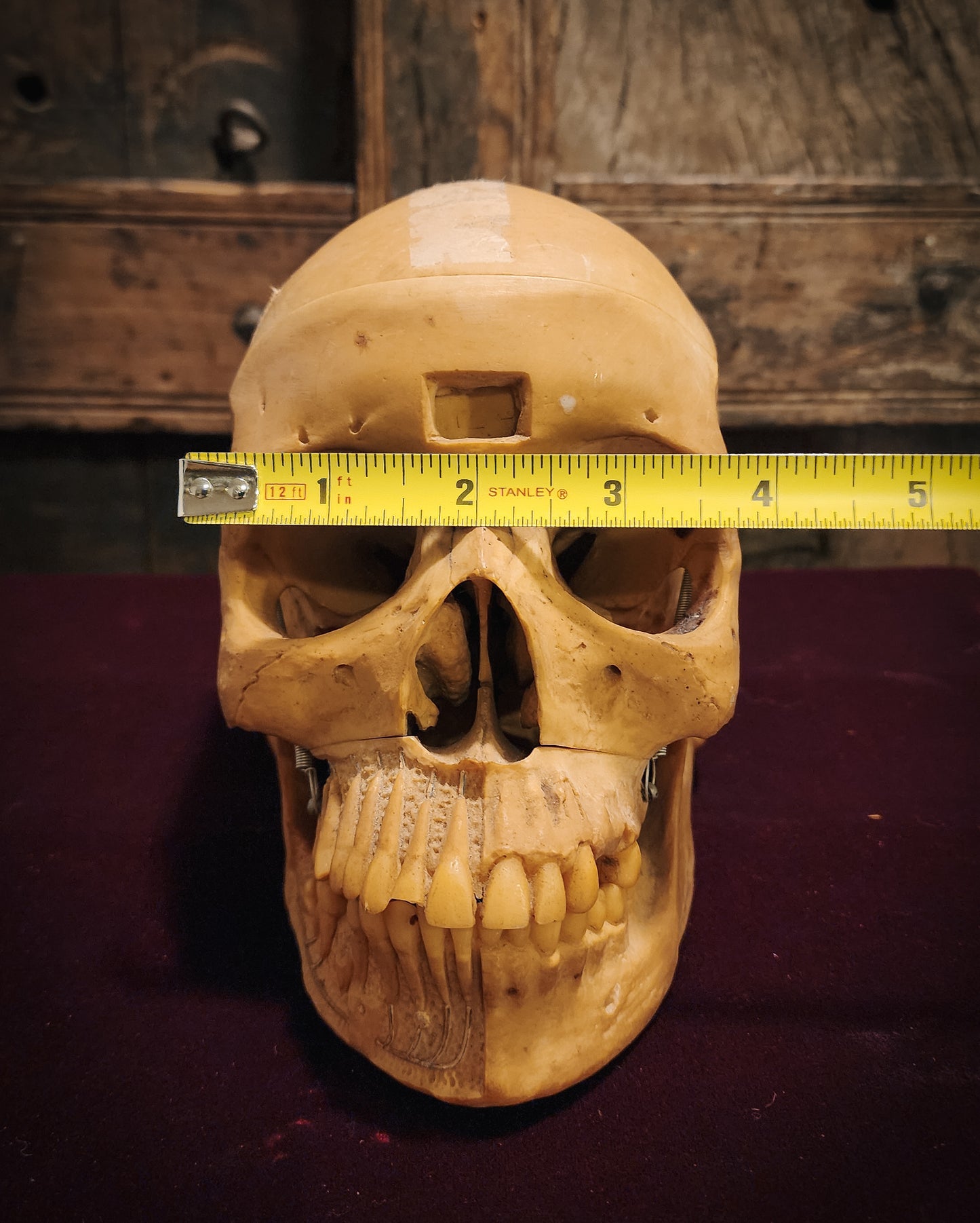 Vintage Replica Medical Skull Model