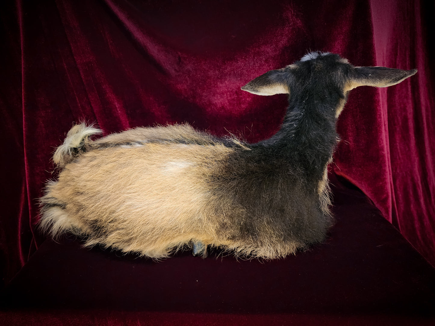 Full Body Baby Goat Taxidermy Mount