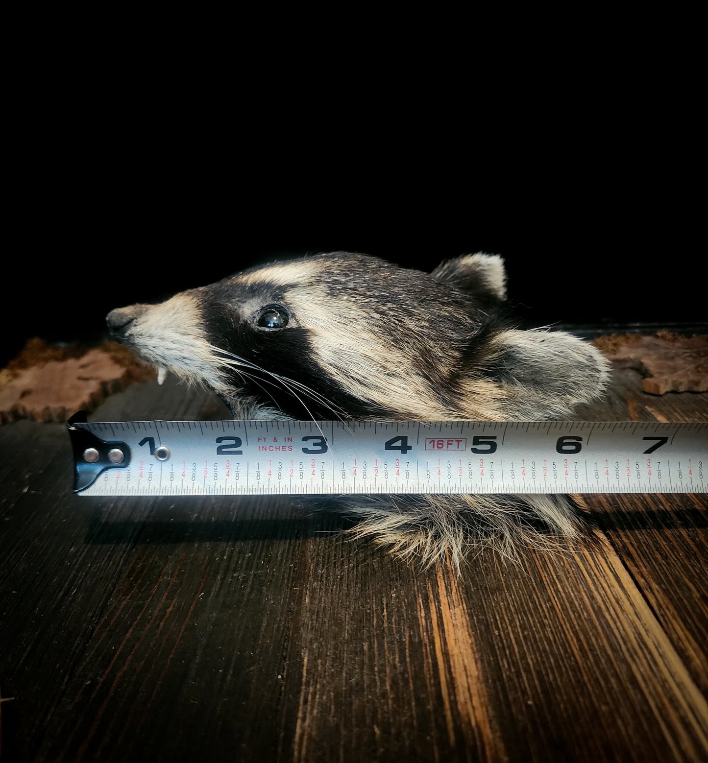 Mummified Raccoon Head