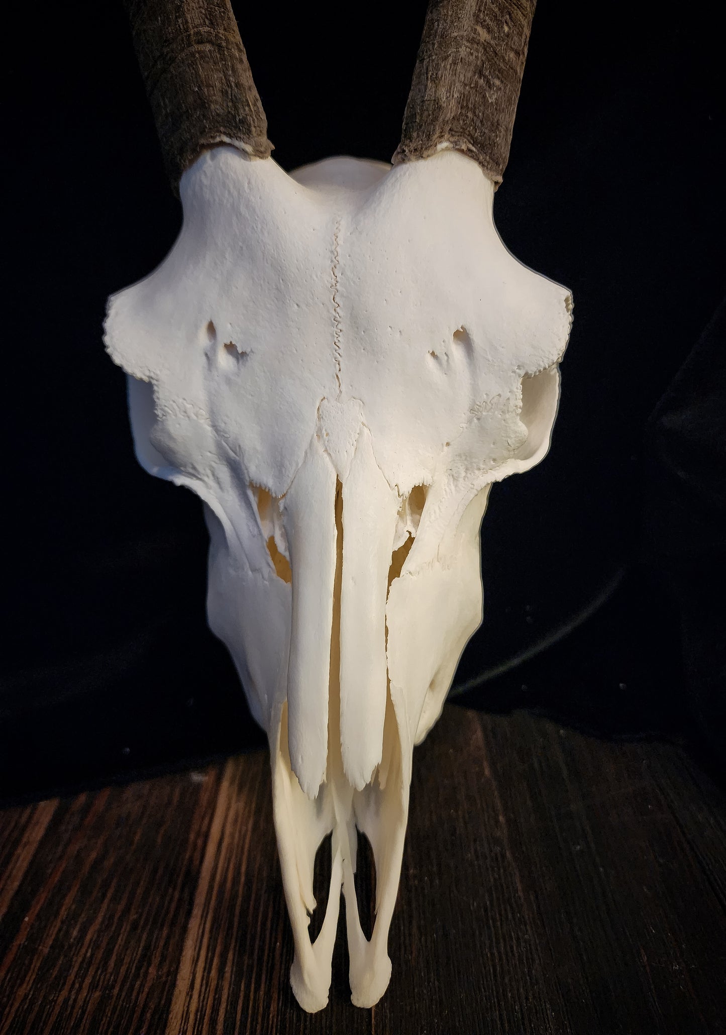 Goat Skull, Real Bone