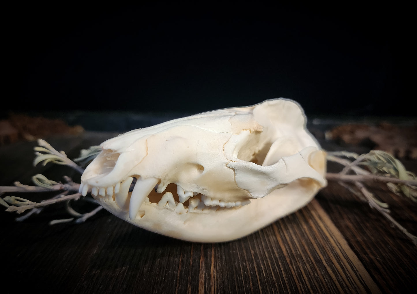 Opposum Skull, Real Bone