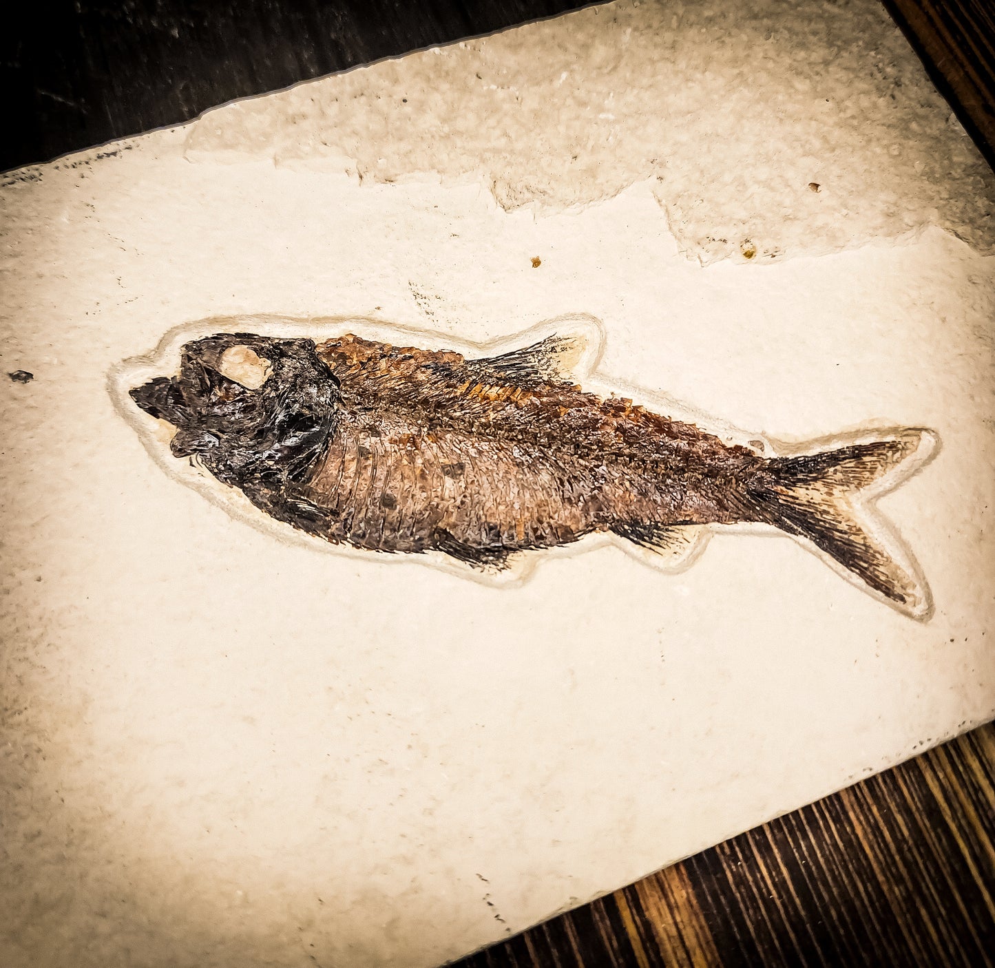 50-Million-Year-Old Knightia Eocaena Fish Fossil