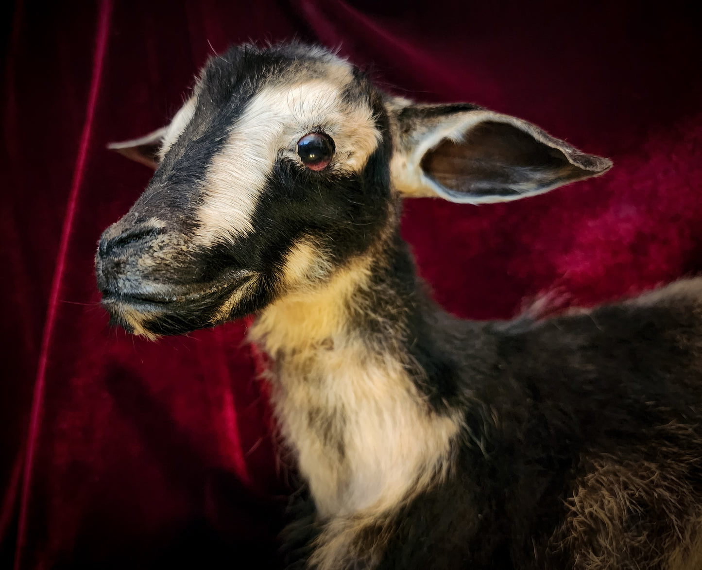 Full Body Baby Goat Taxidermy Mount