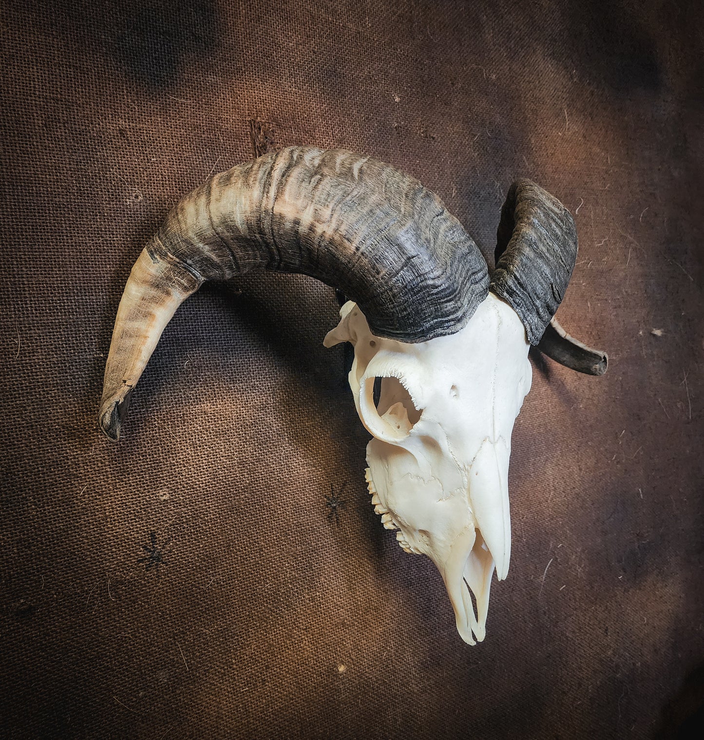 Authentic Ram Skull