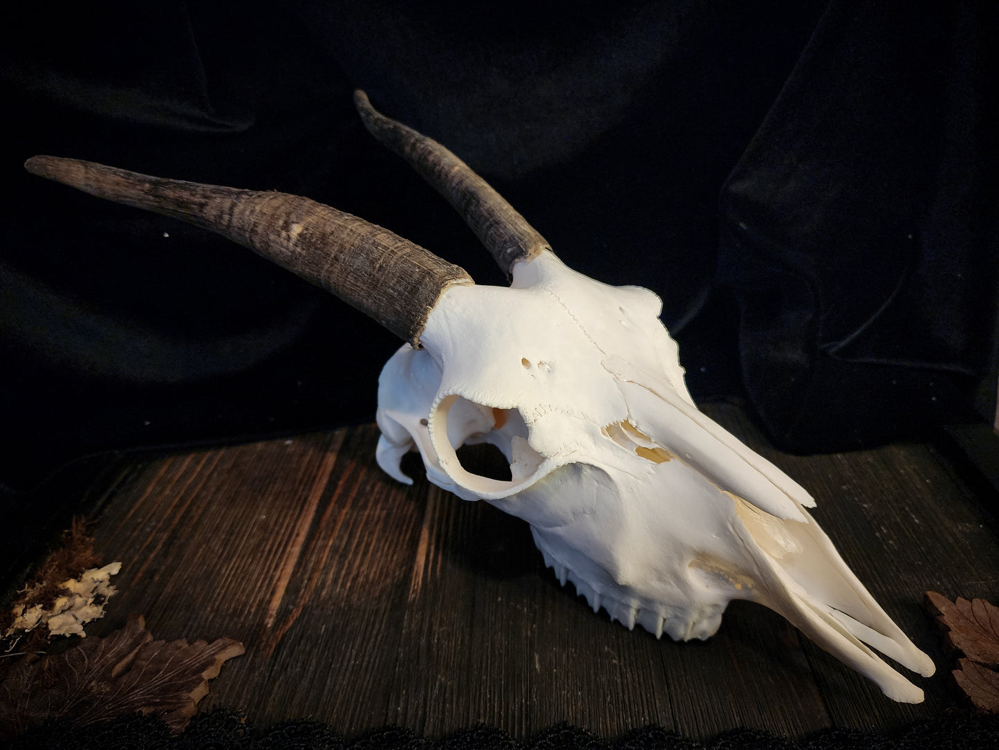 Goat Skull, Real Bone