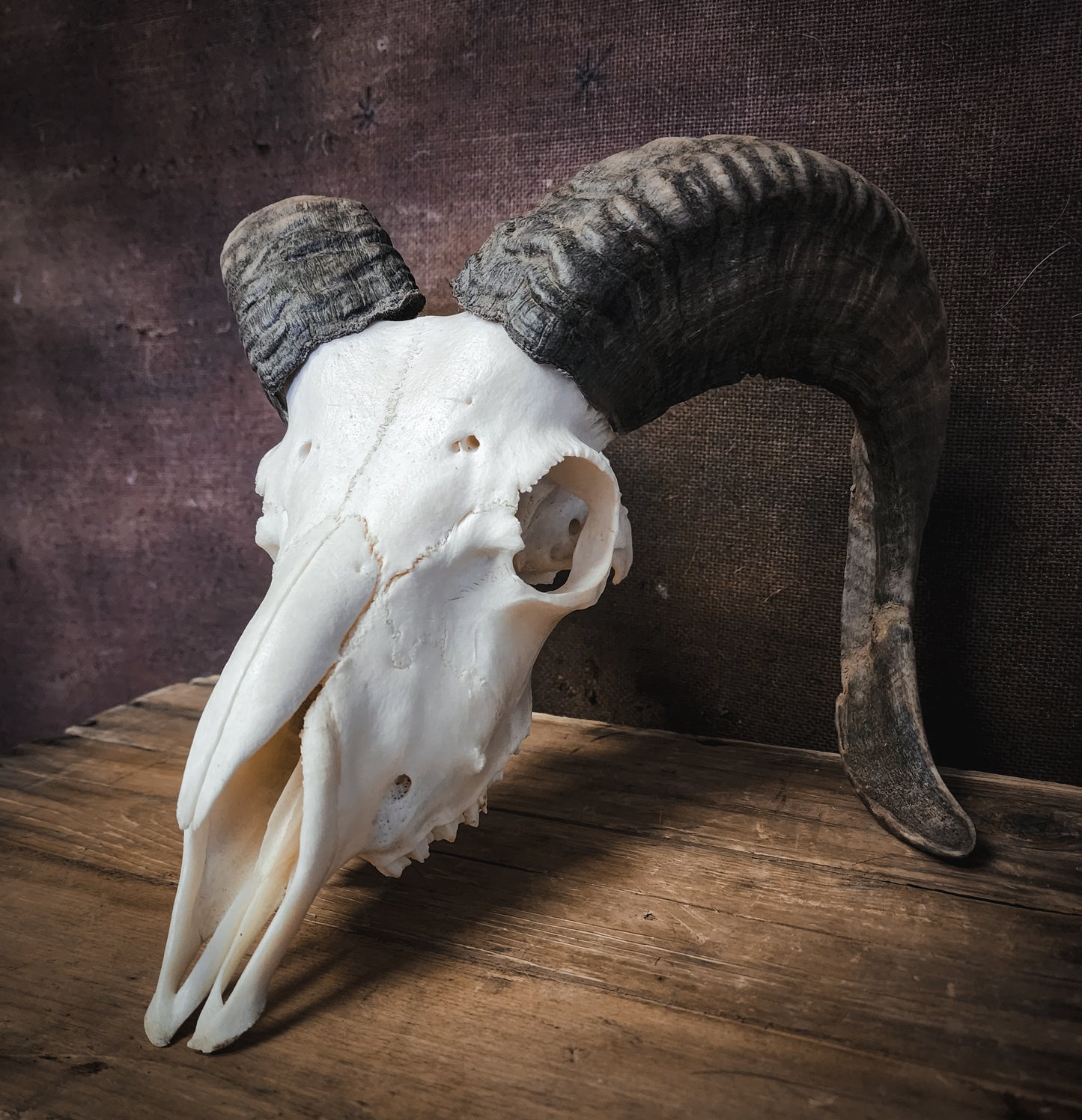 Authentic Ram Skull