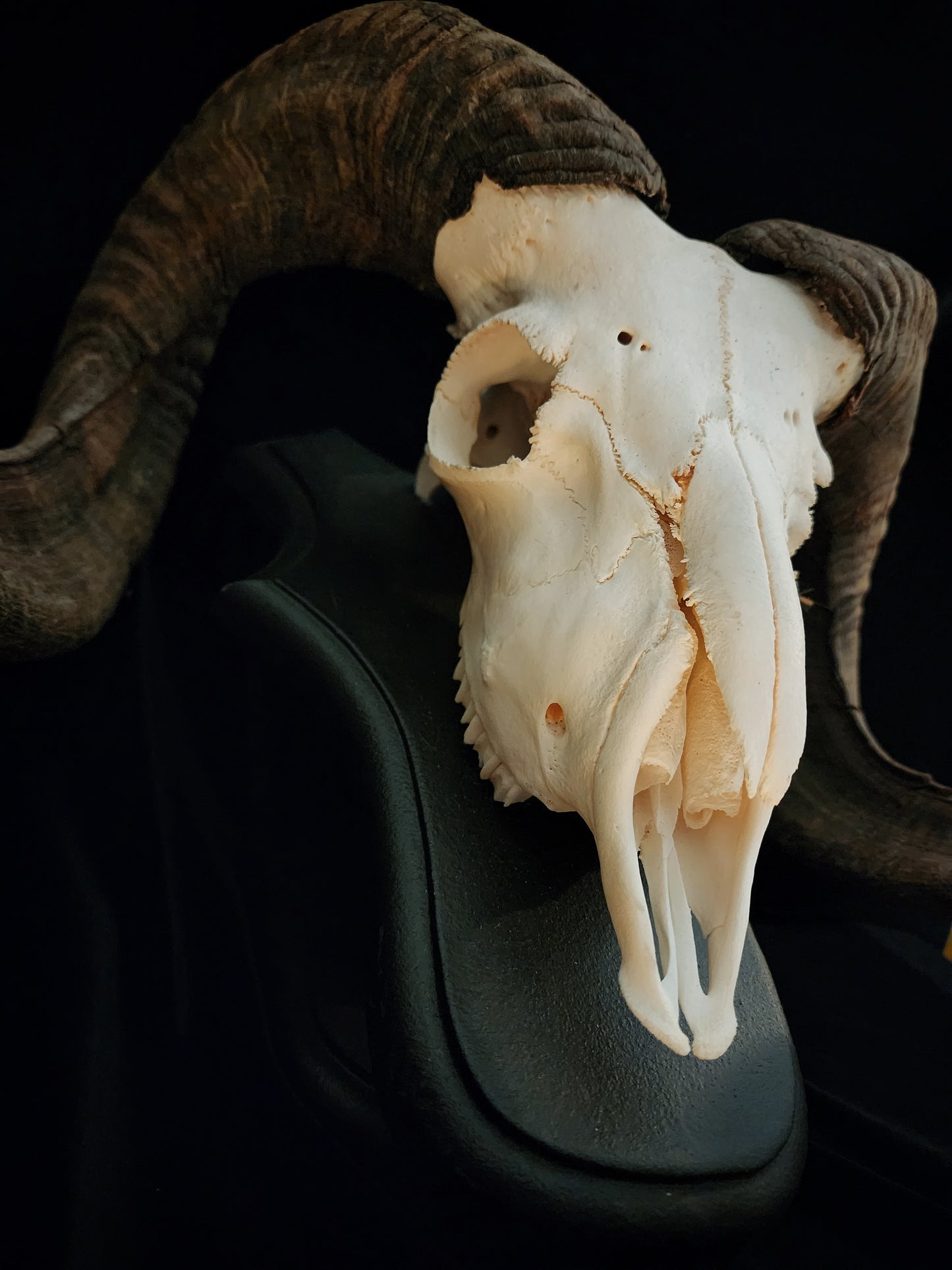 Ram Skull On Custom Black Wooden Stand