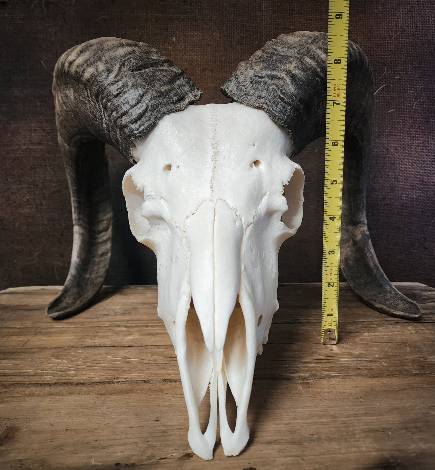Authentic Ram Skull