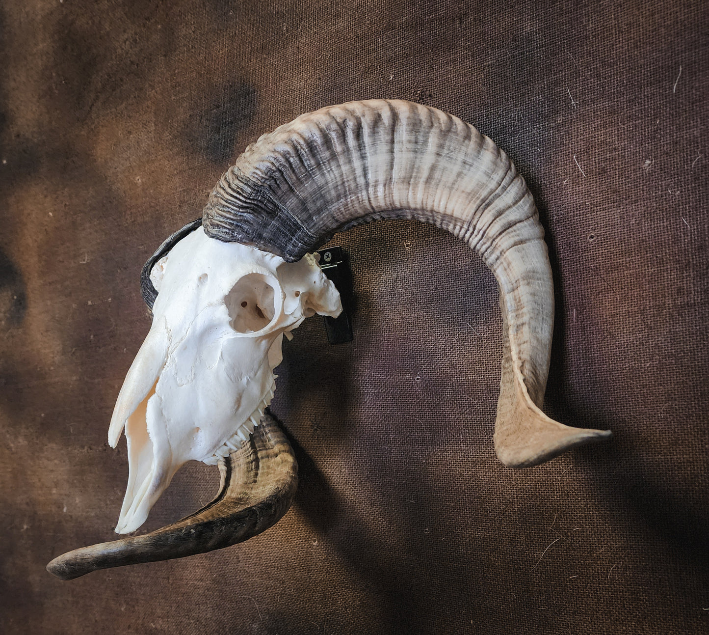 Unusual Ram Skull, Real Bone/Horns