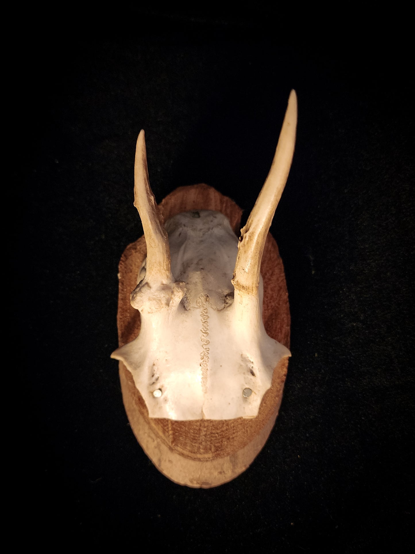 Three Vintage Roe Deer Antler Plaques