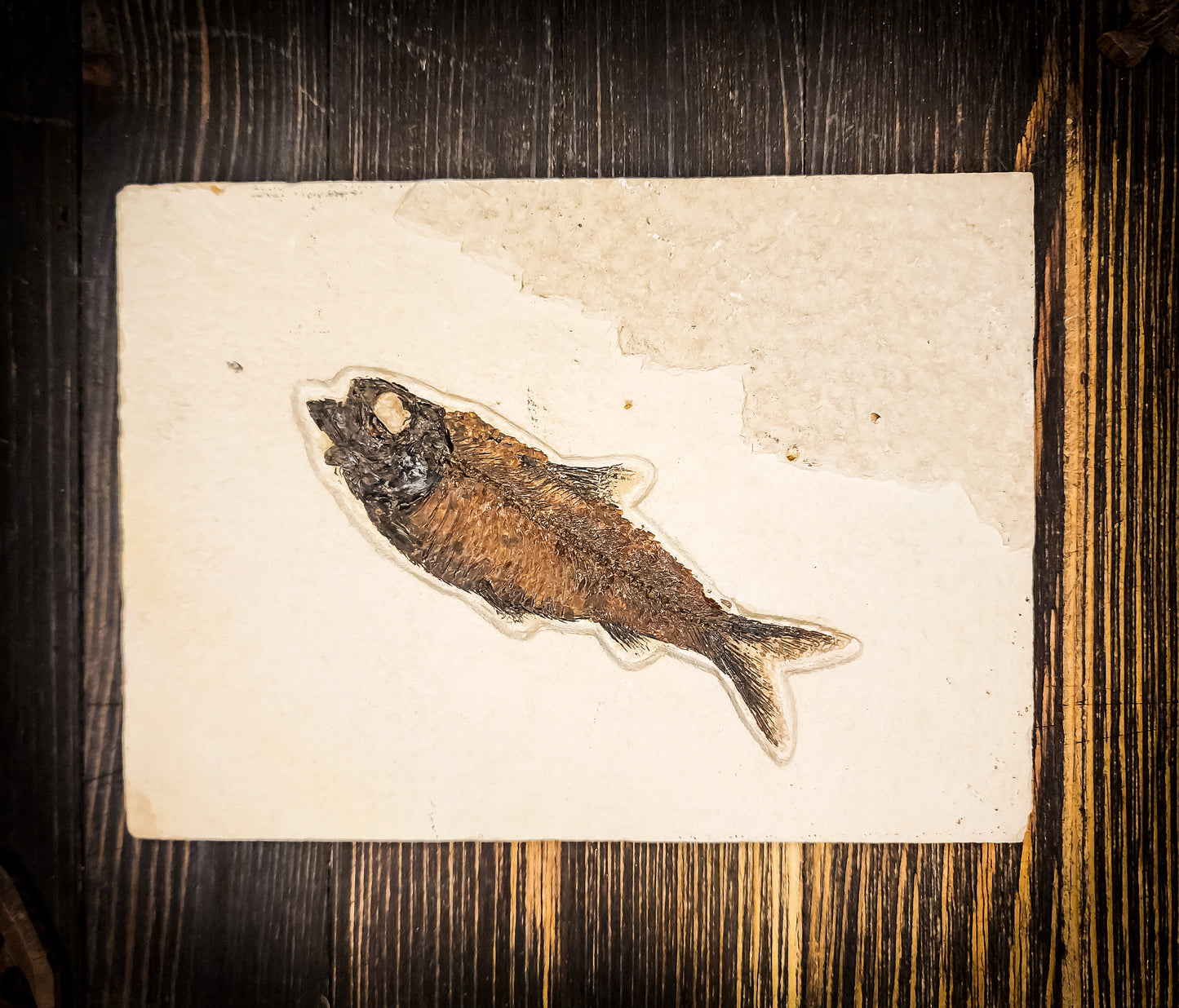 50-Million-Year-Old Knightia Eocaena Fish Fossil