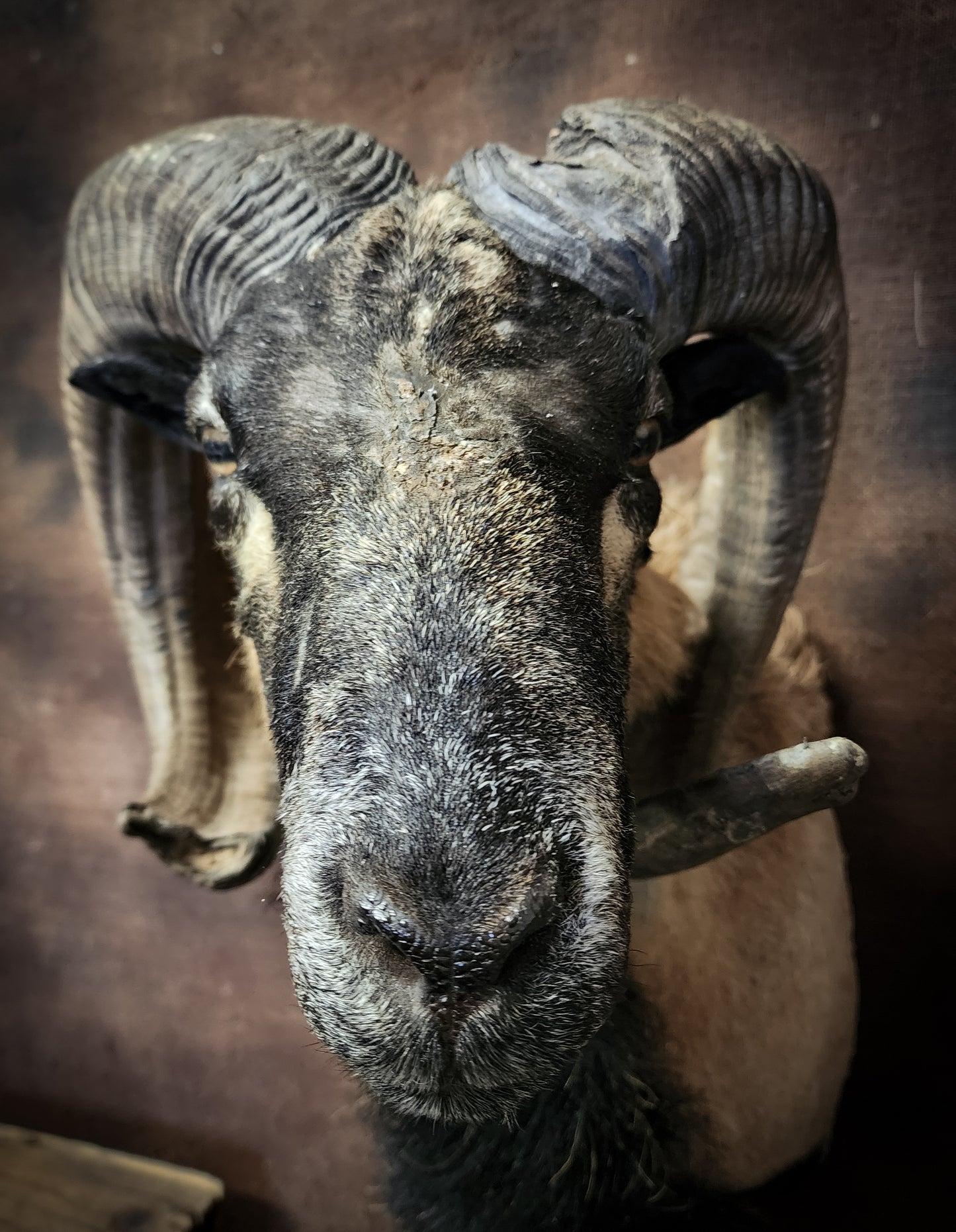Taxidermy Ram Shoulder Mount