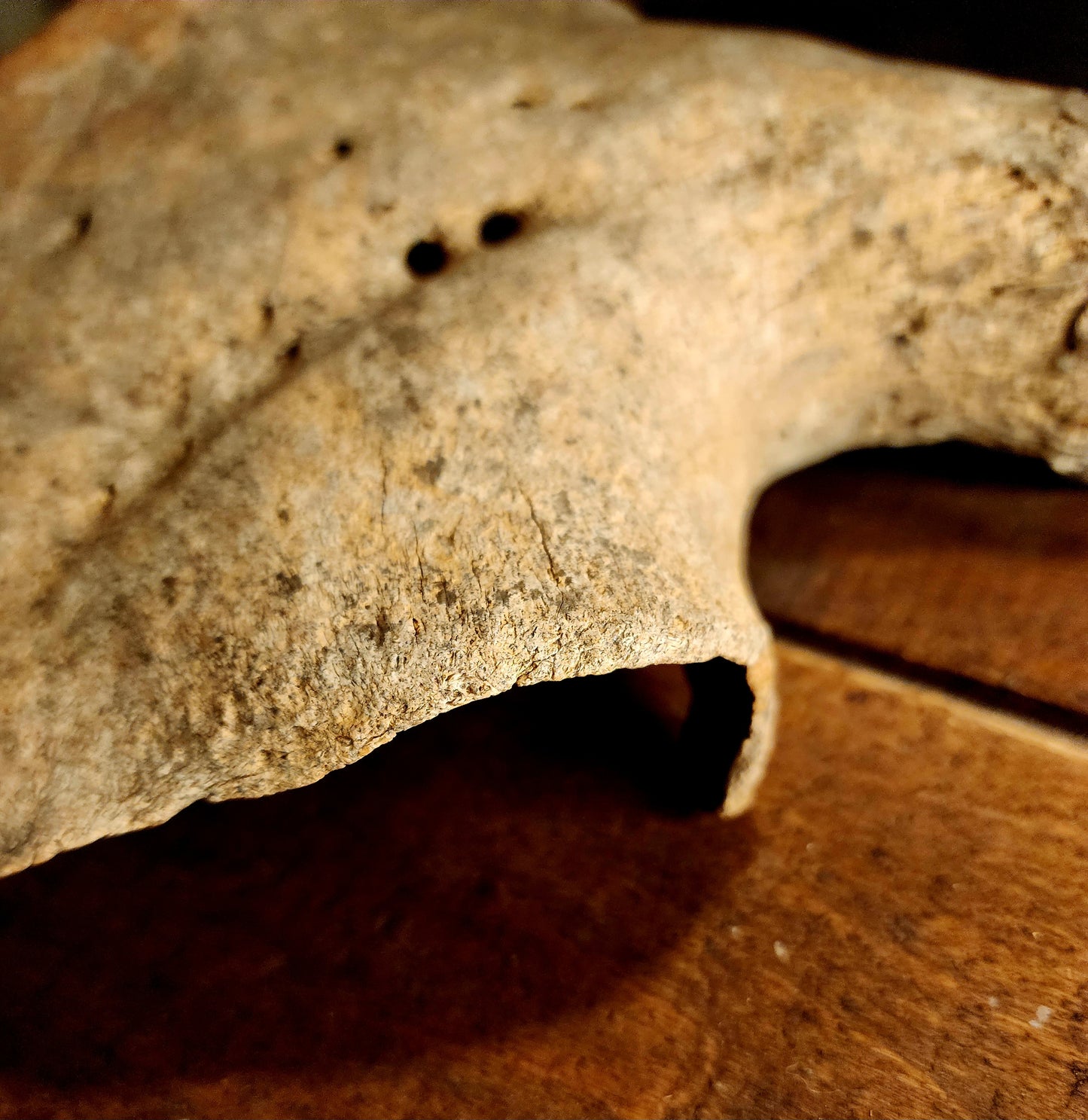 Fossilized Bison Skull Cap