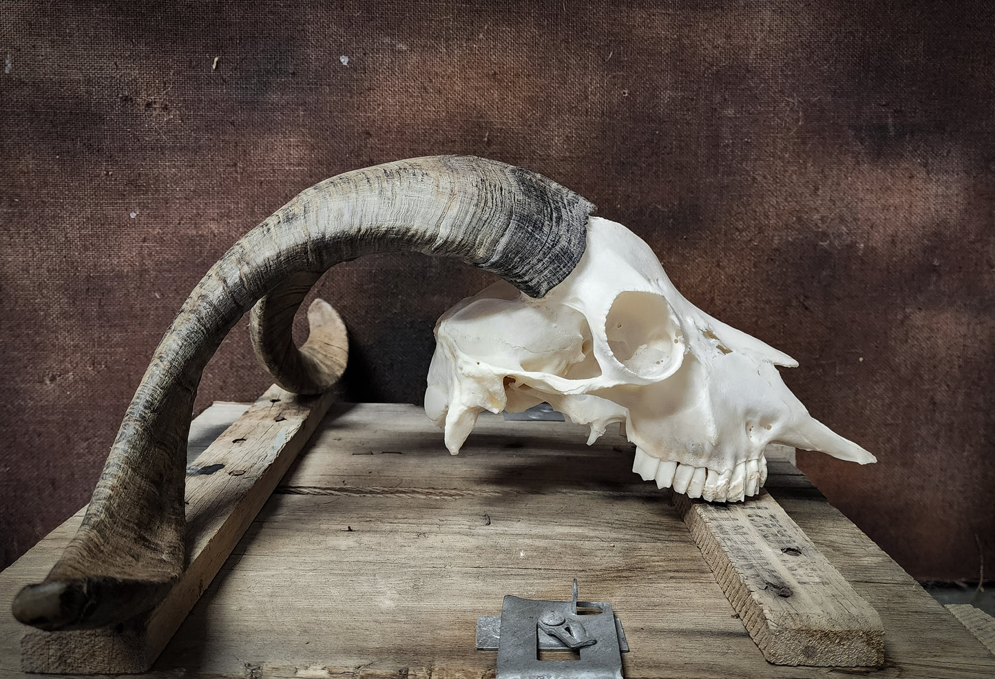 Authentic Goat Skull